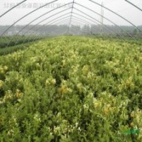 紫藤，地錦，凌宵，絡(luò)石，金銀花，藤本薔薇