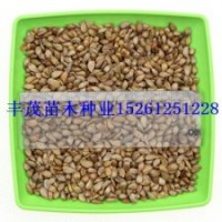 八棱海棠種子的價(jià)格