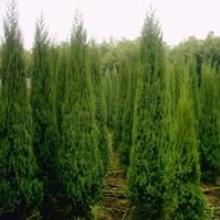 供應蜀檜高2米20元，2.8米50元直銷價！電話13507665695