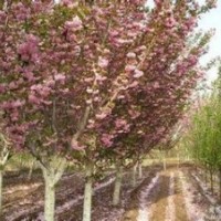 供應櫻花4—5公分，價格可協(xié)商
