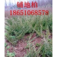 鋪地柏價格，鋪地柏批發(fā)，哪里鋪地柏價格便宜