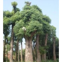 提供直徑60公分香樟樹，大型骨架香樟樹，骨架香樟價格