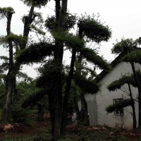 供應(yīng)對節(jié)白蠟盆景，高桿對節(jié)白蠟盆景