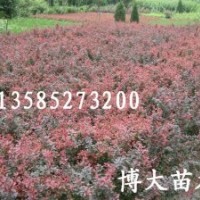 供應(yīng)紅葉小檗價(jià)格便宜、最新紅葉小檗圖片【量大價(jià)低】