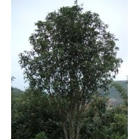 泉州桂花、莆田四季桂花、廈門桂花、龍巖桂花