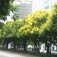 大量供應益陽直徑22公分欒樹，20公分全冠欒樹，歡迎詢價