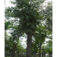 供應大規(guī)格欒樹，大直徑移栽骨架欒樹