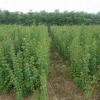 出售廣玉蘭，香樟，雪松，大葉女貞等綠化苗木