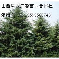 7、8米雪松大量低價(jià)優(yōu)惠供應(yīng)