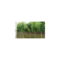 大大規(guī)格綠化刺槐樹/優(yōu)質(zhì)刺槐苗