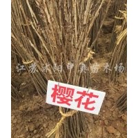 大量供應(yīng)小苗:櫻花苗 、紫穗槐小苗、法桐小苗