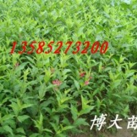 供應(yīng)最新紅王子錦帶價(jià)格、紅王子錦帶圖片、紅王子錦帶基地