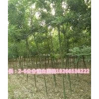 速生國(guó)槐小苗價(jià)格