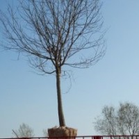 低價(jià)出售國槐