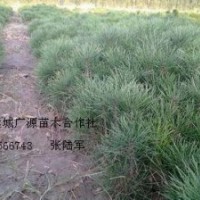 10-20公分營養(yǎng)杯白皮松小苗大量出售