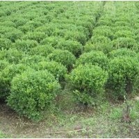 大葉黃楊球價(jià)格|80公分大葉黃楊價(jià)格|70公分大葉黃楊價(jià)格