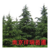 雪松價(jià)格-廣玉蘭價(jià)格-雪松價(jià)格走勢