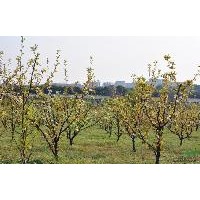 供應(yīng)側(cè)柏，蜀儈，河南儈，油松，國(guó)槐，蘋(píng)果樹(shù)，梨樹(shù)，山楂樹(shù)