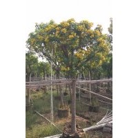 中山市金上三和花木主營黃槐，小葉欖仁。供應(yīng)以下袋苗/假植苗