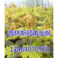 普林斯頓金黃金楓，黃金楓小苗，挪威黃金楓