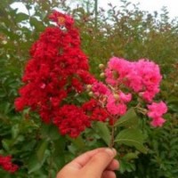 國旗紅紫薇