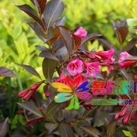 灌木類錦帶