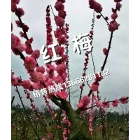 紅梅
