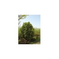 大量供應(yīng)石楠種苗