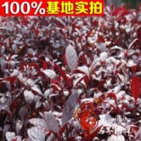 直銷紫葉矮櫻 濕地 工程綠化櫻花