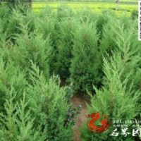 低價銷售【蜀檜】檜柏 檜柏小苗