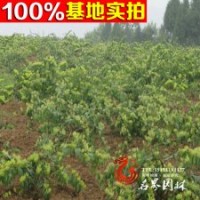 供應(yīng)-金銀木-落葉灌木-低價(jià)出售