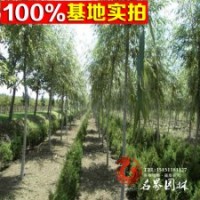 直銷垂柳苗 綠化垂柳 垂柳樹苗