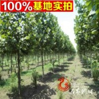 法桐基地供應(yīng) 法桐苗 工程苗