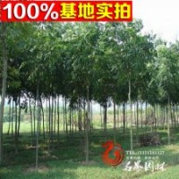 供應(yīng)欒樹（黃山欒樹）北京欒樹