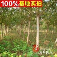 專業(yè)供應(yīng)優(yōu)質(zhì)果樹苗 黃桃苗木