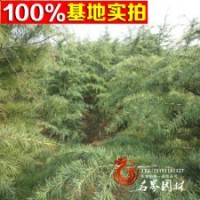 長期供應雪松雪松苗綠化小苗