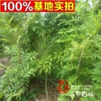 基地常年供應紫藤等多種攀援類植物