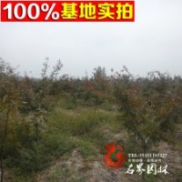 紅楓基地常年供應【日本紅楓】
