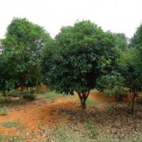 大量低價(jià)供應(yīng)桂花樹(shù)8-12公分