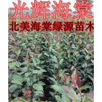 光輝海棠