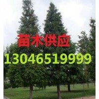 中山杉價(jià)格，中山杉小苗，中山杉產(chǎn)地