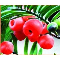 東北紅豆杉樹苗、東北紅豆杉苗、紅豆杉種苗、紅豆杉苗價格