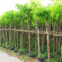 廣東印度紫檀-云南印度紫檀-四川印度紫檀-海南印度紫檀-貴州印度
