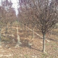 紅葉李，安徽紅葉李，紅葉李價格，紫葉李
