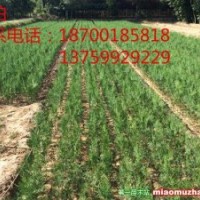 側(cè)柏