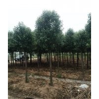 大葉女貞.櫸樹(shù).欒樹(shù).垂柳.馬褂木.楓香.樸樹(shù).榔榆