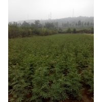 花椒苗供應大量