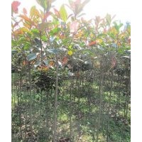紅葉石楠