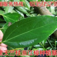 天竺桂 天竺桂基地 天竺桂苗圃 天竺桂小苗 福建天竺桂價(jià)格
