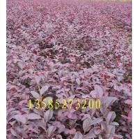 紅花繼木價(jià)格報(bào)價(jià)/江蘇產(chǎn)地紅花繼木價(jià)格報(bào)價(jià)
